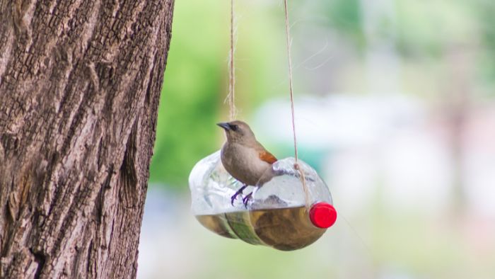  when to stop feeding birds in summer
