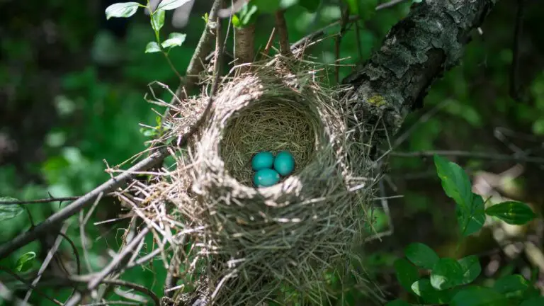 What Kind Of Birds Lay Blue Eggs – All About Colored Eggs And Bird Species