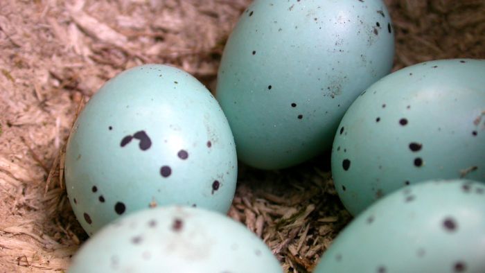  birds that lay blue eggs on the ground