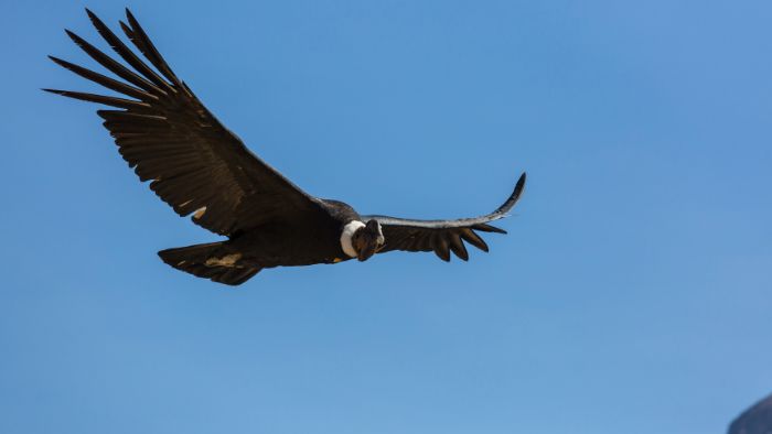  hawks found in arizona