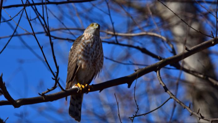  identification arizona birds of prey