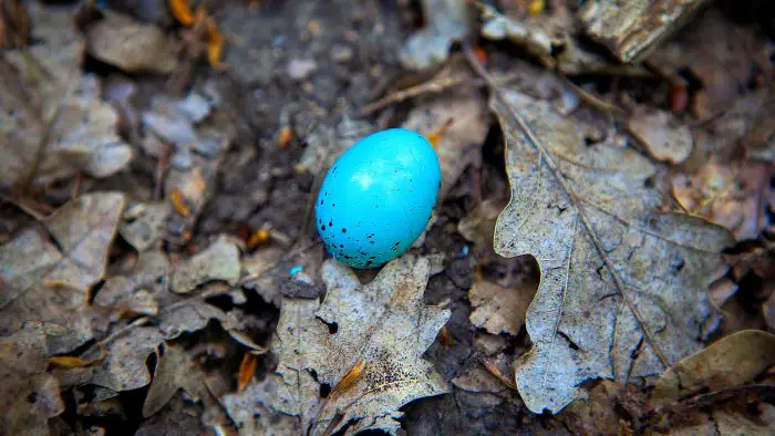 what type of bird has blue eggs
