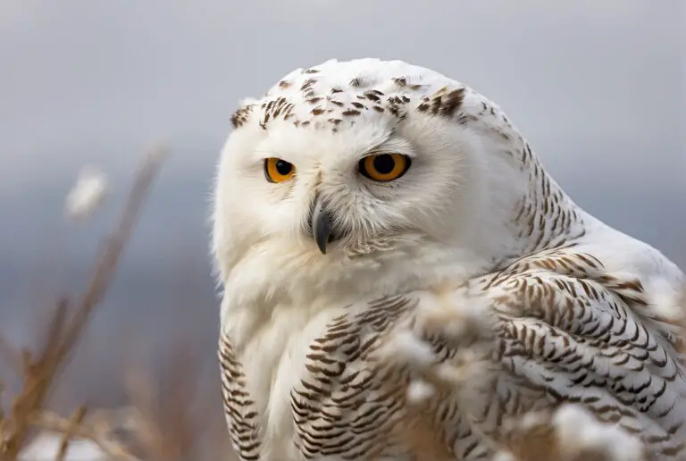 Are Snowy Owls Endangered?